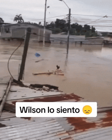 Wilson Lo Siento GIF
