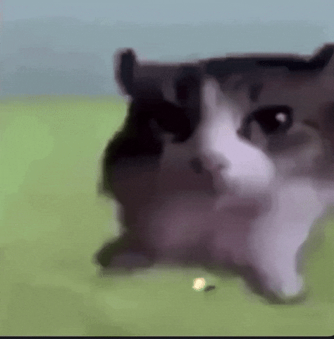 Cat Explode GIF