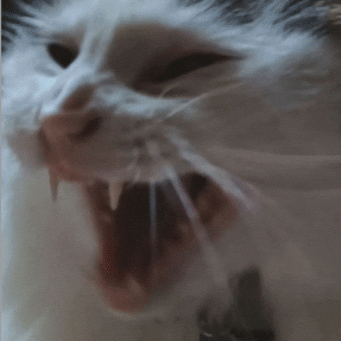 Cat GIF