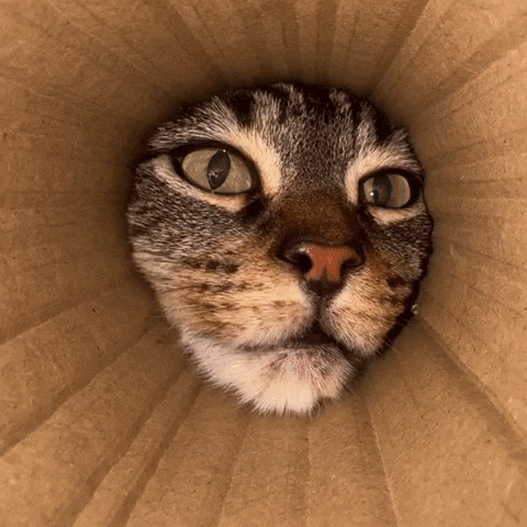 Cat GIF