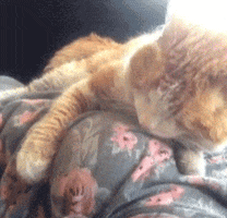 cat snuggle GIF
