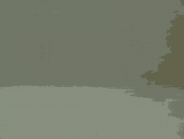 Mosquito Swarm GIF