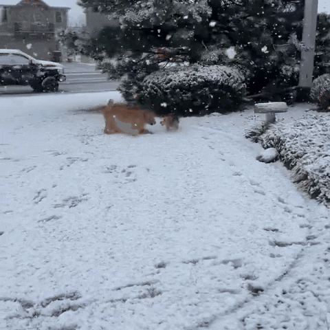 Dog Snow GIF by Storyful