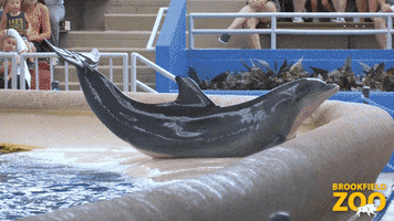 Dolphins Swimming GIF by Brookfield Zoo
