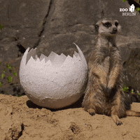 Guarding Easter Eggs GIF by Zoo Berlin