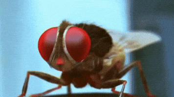 Fly Insect GIF