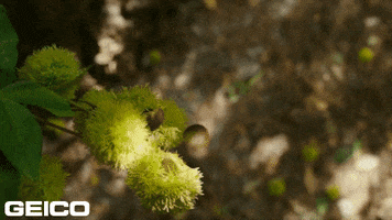 Hit Forest GIF by GEICO