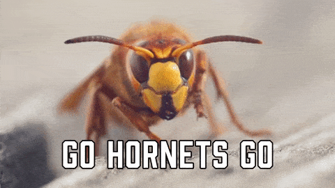 Hornet's meme gif