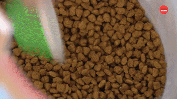Dog Food Puppies GIF by BuzzFeed