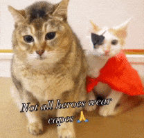 Mei Mei Vro GIF