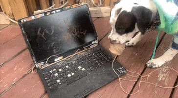 Dog Laptop GIF by Speedy Ortiz