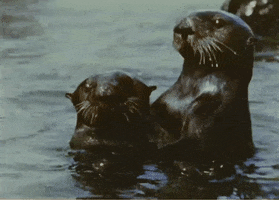 See You Later Swimming GIF by US National Archives
