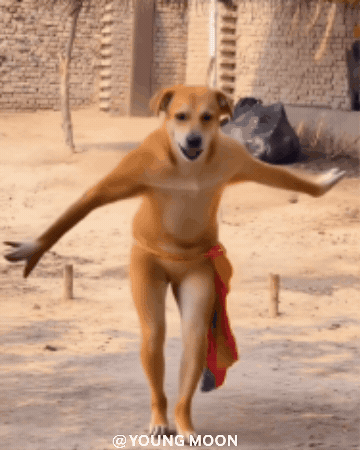 Golden Retriever Dance GIF