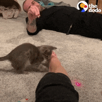 Cats Pets GIF by The Dodo