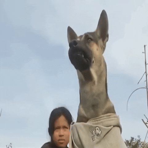 Dog GIF