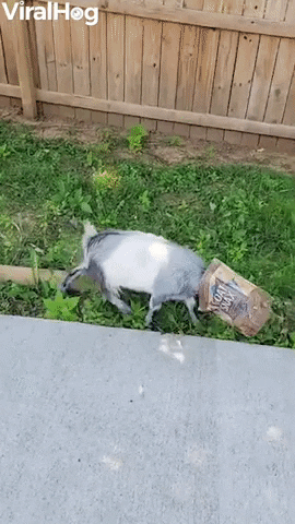 Greedy Goat Gets Head Stuck In Food Box GIF by ViralHog