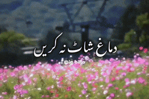 Urdu Meme GIF