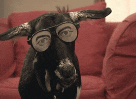 Glasses Goat GIF