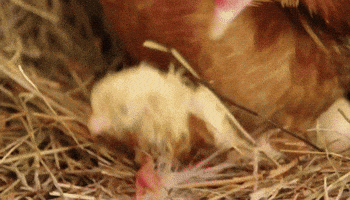 mother chick GIF