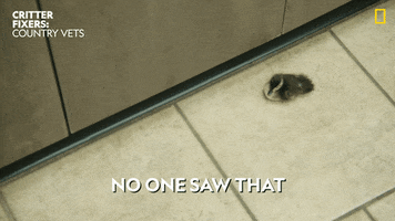 National Geographic Oops GIF by Nat Geo Wild