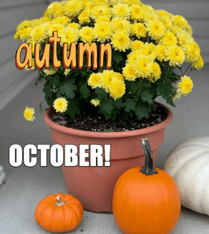 Pumpkin Muma GIF