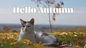 Cats Fall GIF by Sealed With A GIF via www.istockphoto.com