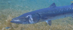 liquidART big fish guadeloupe barracuda liquid art GIF