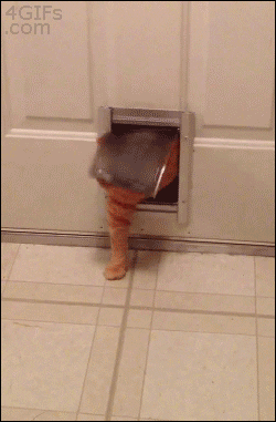 Video gif. A fat orange cat starts to enter a house through a narrow pet door. Its midsection gets stuck, but after a few attempts, it manages to pull itself inside.