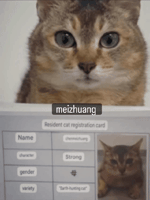 Mei Mei Cat GIF