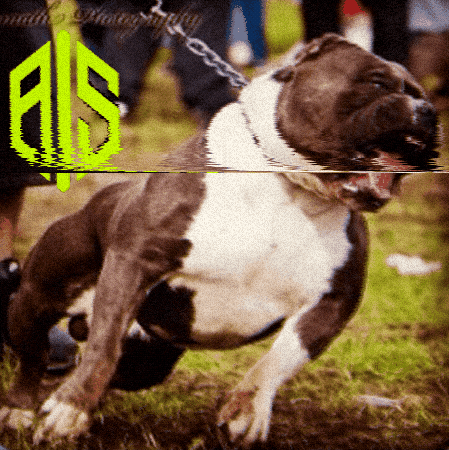 Ais GIF by All In Sports