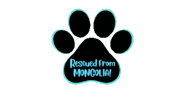 Freedom Flight Rescue Sticker by Camp Cocker Rescue
