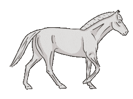 Horse Sticker