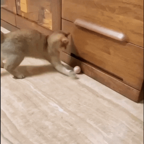 Gato GIF