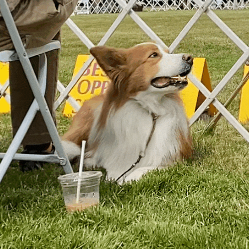 Westminster Dog Show Waiting GIF by Westminster Kennel Club
