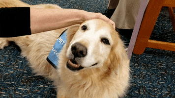 Golden Retriever Dog GIF by Orlando International Airport (MCO)