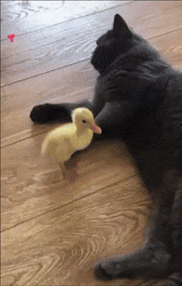 Cute GIFs - Get the best GIF on GIPHY