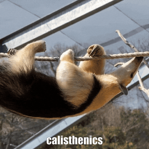 Calisthenics Anteater GIF