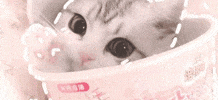 Cat GIF