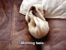 Goodmorning GIFs - Find & Share on GIPHY