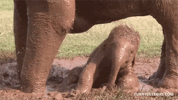 Baby Animals Elephant GIF