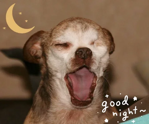 Good Night Yawn GIF