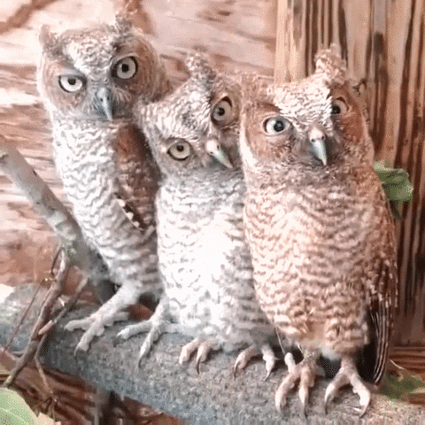 owls GIF