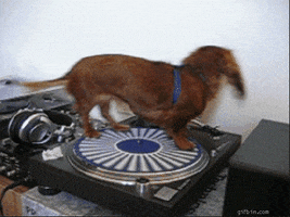dachshund spinning GIF