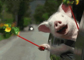 TV gif. A happy pig holds two pinwheels out the window of a moving car.