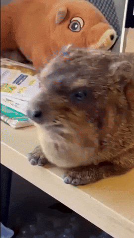 Exotic Animal Pet GIF