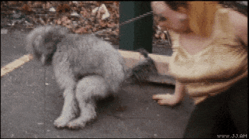 Shit GIF