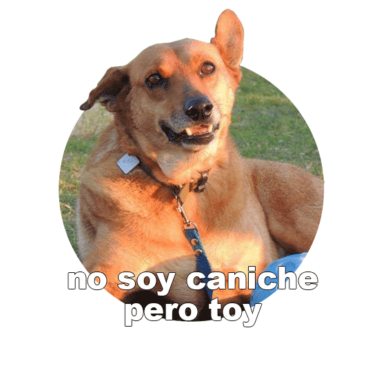 Adoptanocompres Camperito Sticker by El Campito Refugio