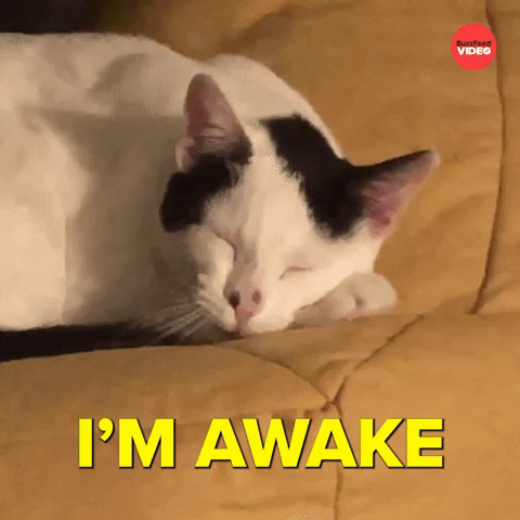 Video gif. Closeup of a black and white cat laying on a couch with its eyes closed, lifting its head from its slumber to do a long exaggerated yawn. Text, "I'm awake."