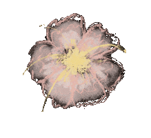 Pink Flower Sticker