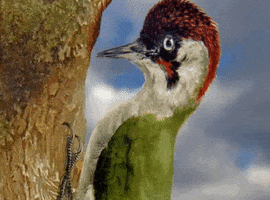 animation woodpecker GIF